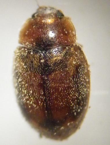 Réf. 270 510 : Rhyzobius chrysomeloides